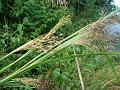 Deccan Golden Beardgrass